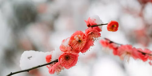 Equanimity & Compassion: Cultivating Stability & Heart in a Ceaselessly Changing World