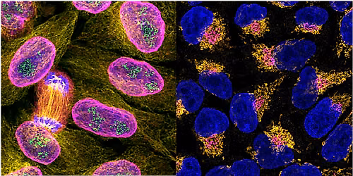 Expanding the Immunolabeling Toolbox - Nanobodies and Antibody Labeling