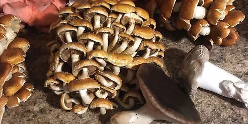 Mushroom Gardening Series: Grow Lions Mane, Enoki & King Trumpet Mushrooms