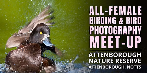 All-Female Birding & Bird Photography Morning