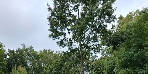 Falls Day in the Park