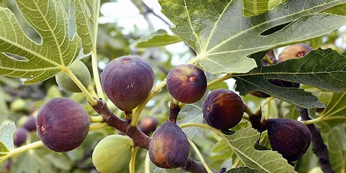 Fruit Tree Propagation Class