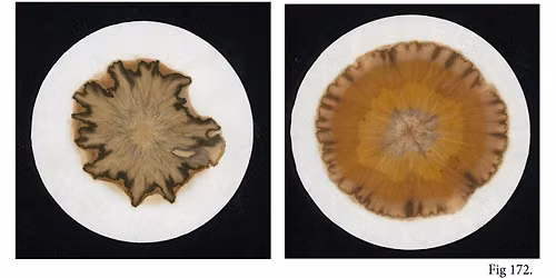 Chromatograms - cameraless photography looking at organic constructs