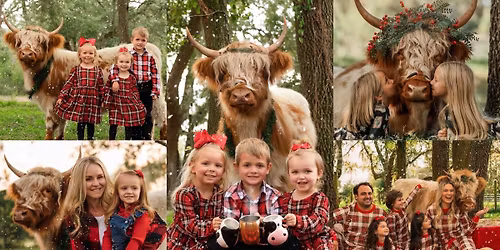 Fluffy Highland Cow Christmas Photoshoots | Phoenix, AZ