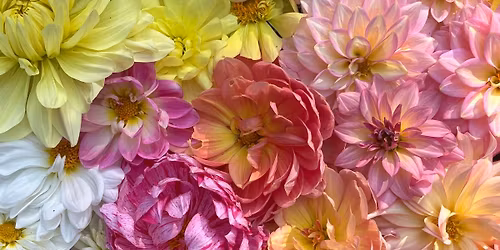 Plant Start & Dahlia Cutting\/Tuber Sale