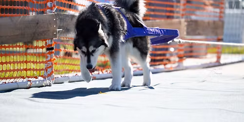 GSDC Winterfest Weight Pull - Farmington, MO