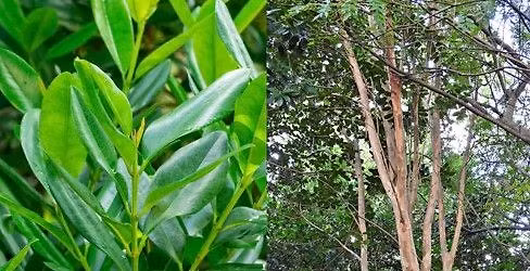 Plant Detectives \ud83c\udf3f\ud83d\udd0e