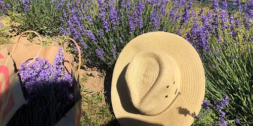 Lavender 101 Class & U-Pick