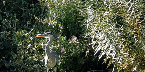 Family EyeSpy Cruise - Downstream