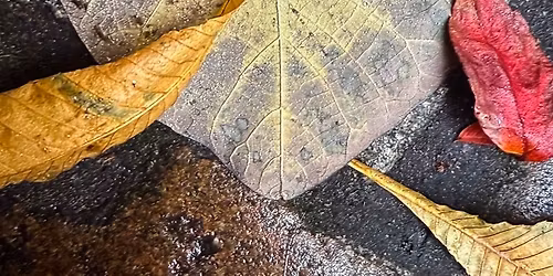 I Vinterens Favn - stemme, dans & lydbad 