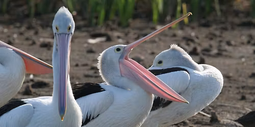 Lake Richmond - morning excursion