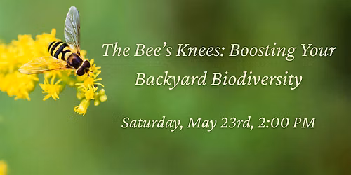 The Bee\u2019s Knees: Boosting Your Backyard Biodiversity