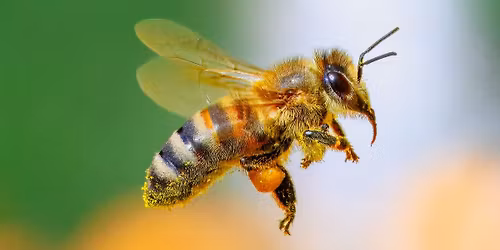 The Wonderful World of Bees!