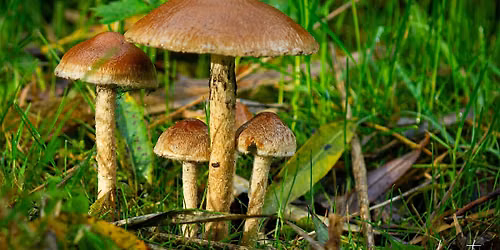 Herfstmiddagwandeling op 15 nov  om 14.00 in  Broekpolder Vlaardingen
