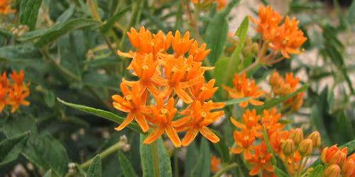 Water-wise Native Plants for Your Yard