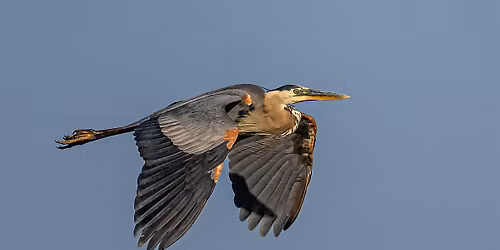 Guided Bird Walk at Great Blue Heron Rookery