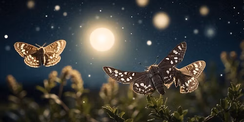 Moth Night with Moth Tracker Extraordinaire - Colin Smith
