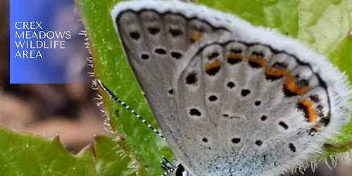 Karner Blue Butterfly Field Study Program