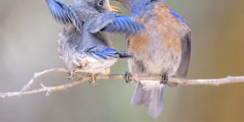 Nelda Swiggett Quintet | For the Birds