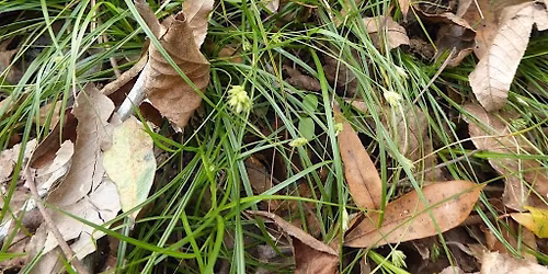 Sedge ID Workshop - North Central FL CISMA