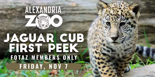 Jaguar Cub First Peek