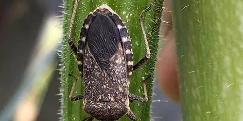 Sustainability at Home: Pest Patrol