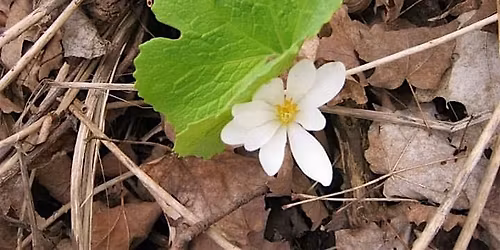 Plant Walk: Wilket Creek to Sunnybrook Park