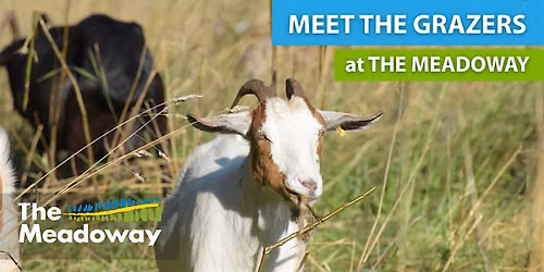 Graze The Meadoway!