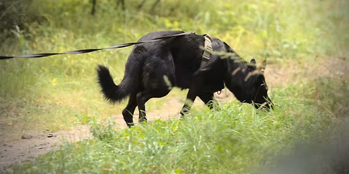 SZCZECIN\/WIELGOWO: Kurs podstawowy tropienia (mantrailingu)