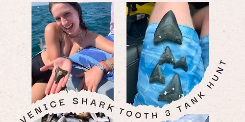 Venice 3 Tank Shark Tooth Hunt