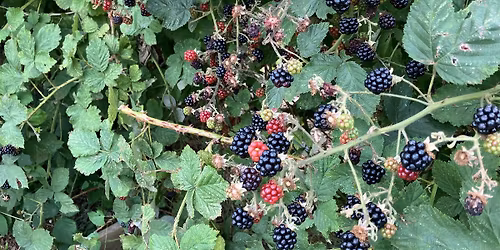 Organic Wine Making Workshop with Sue