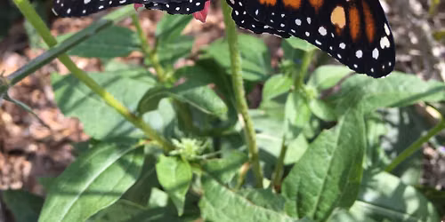 Charlotte Monarch Celebration