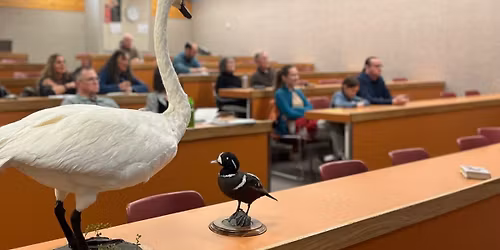 Spring birds of Swan Haven presentation at Yukon University \u2013 A Celebration of Swans
