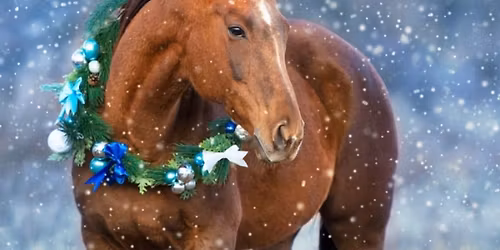 Dilutes Australia - WA Branch Winterama All Breeds Show