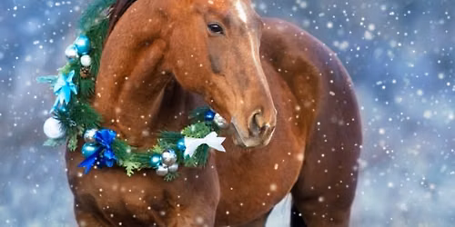 Dilutes Australia - WA Branch Winterama All Breeds Show