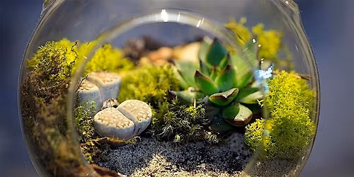 Tropical Moss Terrarium
