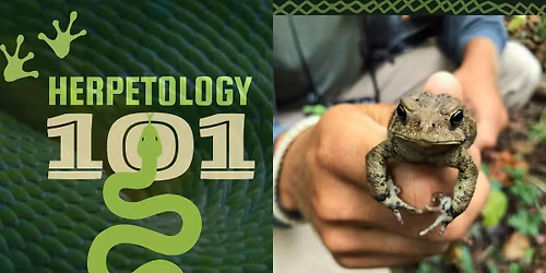 Herpetology 101