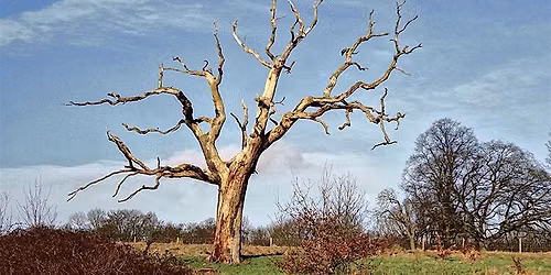 The Afterlife of Trees