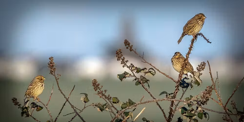 RSPB Medmerry