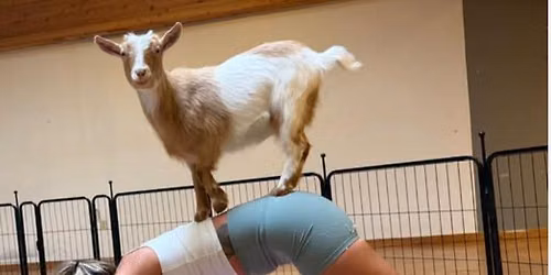 Goat Yoga With Hazlitt Vineyards
