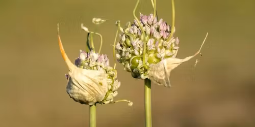 Science Speaks: Science and Art Collaborations to Foster Environmental Engagement