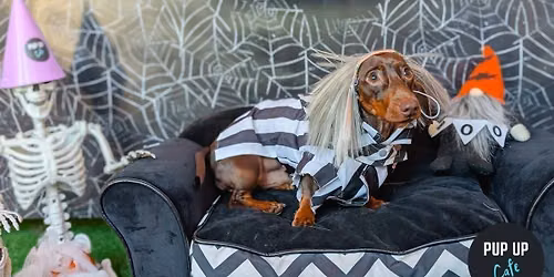 Hallo-ween Dachshund Pup Up Cafe - Bournemouth\ud83c\udf83
