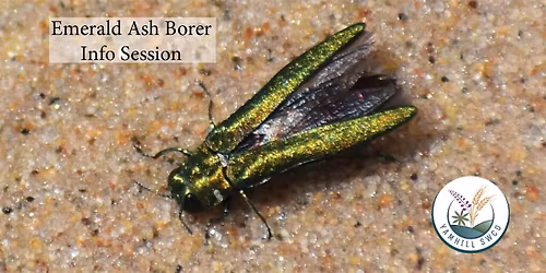 Emerald Ash Borer Info Session
