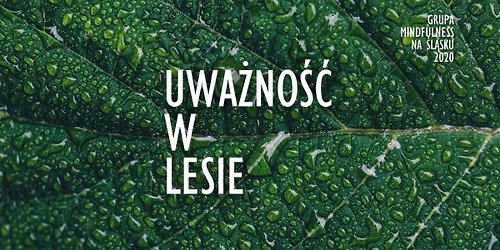 Uwa\u017cno\u015b\u0107 w lesie