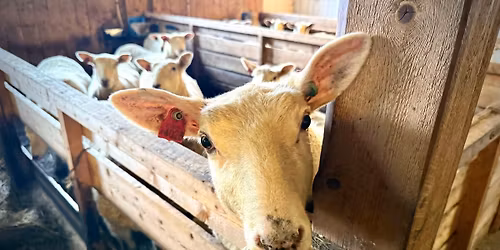 Ung og landbruksinteressert? 