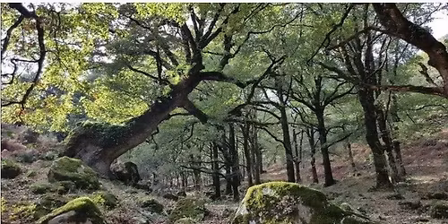 Senderismo por la Sauceda, el bosque m\u00e1s hermoso de Andaluc\u00eda