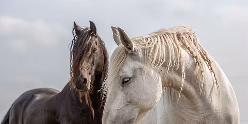 SCEAP CARES -FOR PARENTS AND CARERS of SEND children