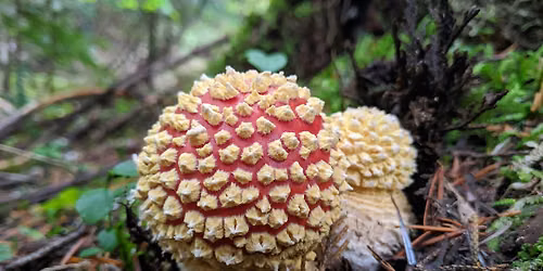Mushroom Walk