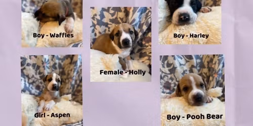 Puppies & Pilates - Heroic Tails Sanctuary Adoption Event