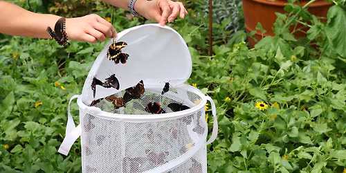 Butterfly Release at the Botanical Gardens